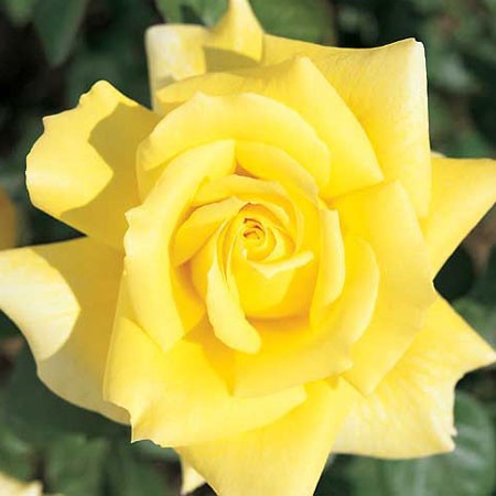 Ce Rosier "Nicolas Hulot" est très parfumé, il dégage des notes rosées et fruitées abricot très puissantes